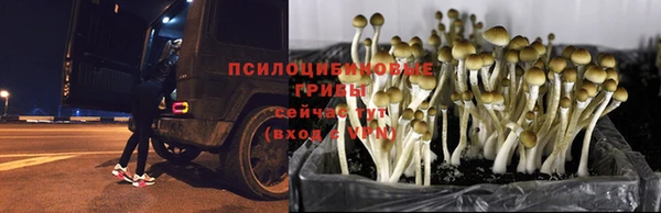 трава Балахна